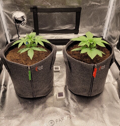 Growreport Bild 17