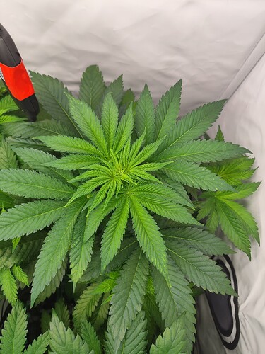 Growreport Bild 11