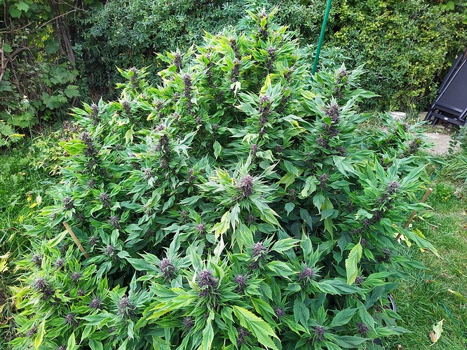 Growreport Bild 2