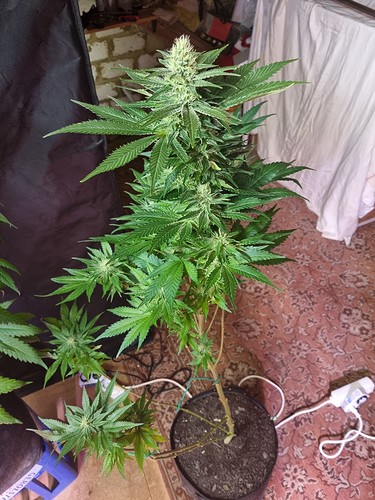 Growreport Bild 17