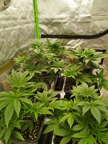 Growreport Bild 9