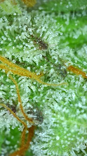 Growreport Bild 106