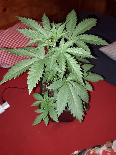Growreport Bild 13