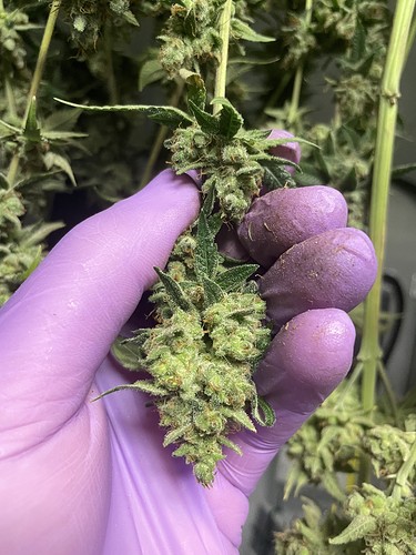 Growreport Bild 20