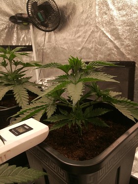 Growreport Bild 11