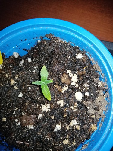 Growreport Bild 9