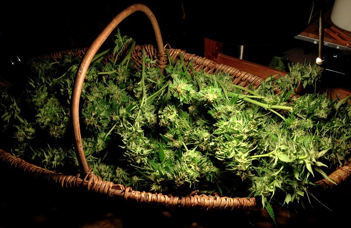 Growreport Bild 4