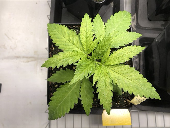 Growreport Bild 9