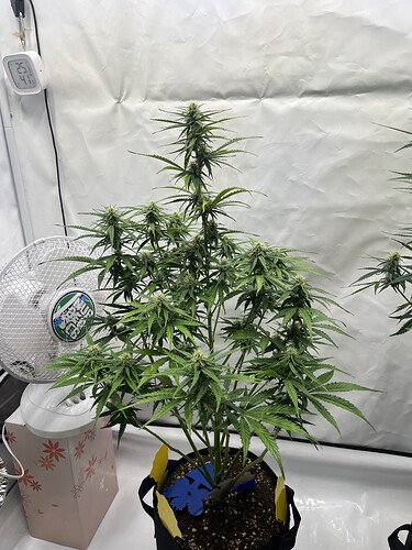 Growreport Bild 3
