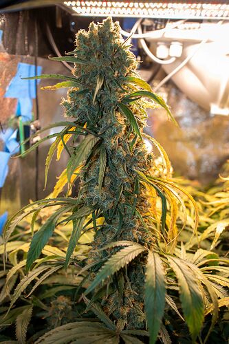 Growreport Bild 8