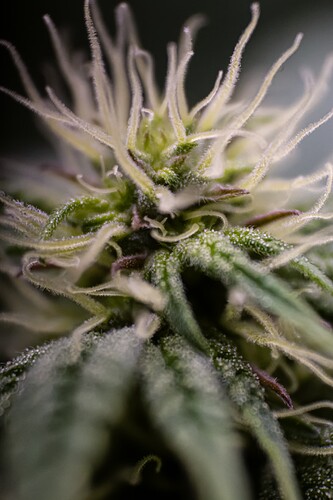 CherryMACMuffin-BT13-1750