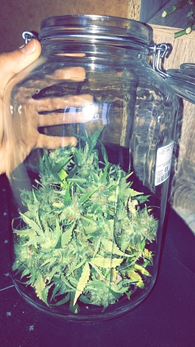 Growreport Bild 1