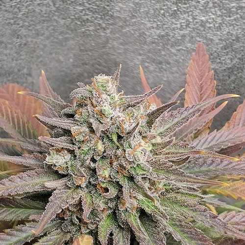 Growreport Bild 12
