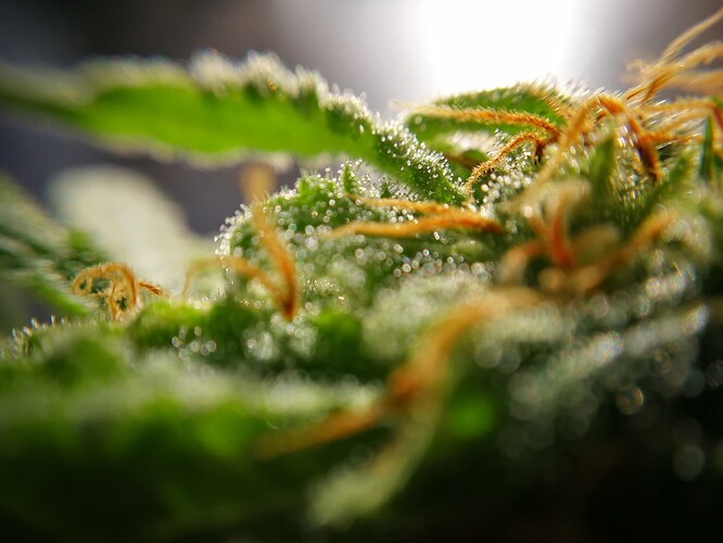 Growreport Bild 5