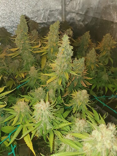 Growreport Bild 28