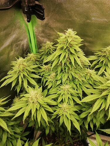 Growreport Bild 5