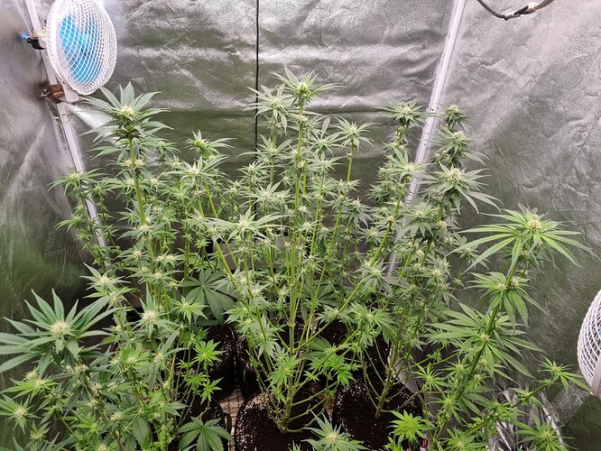 Growreport Bild 34