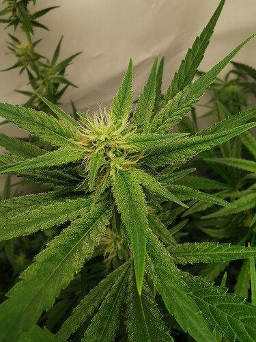 Growreport Bild 6