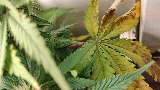 Growreport Bild 2