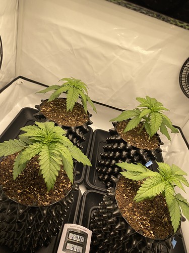 Growreport Bild 3