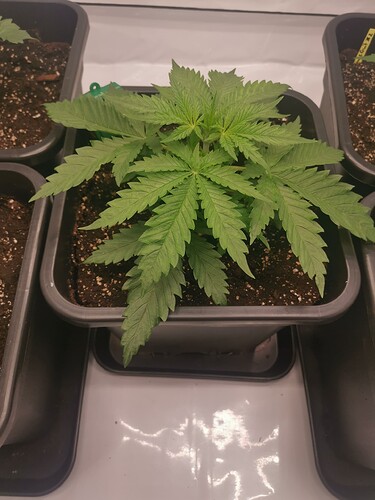 Growreport Bild 4