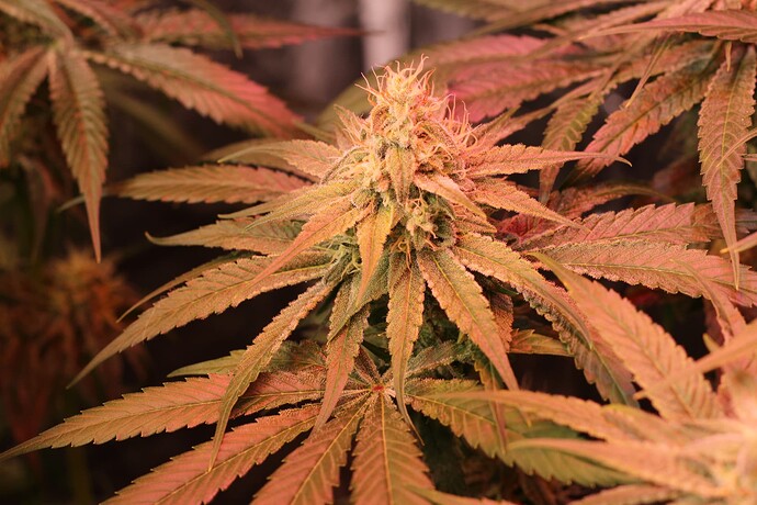 Growreport Bild 13