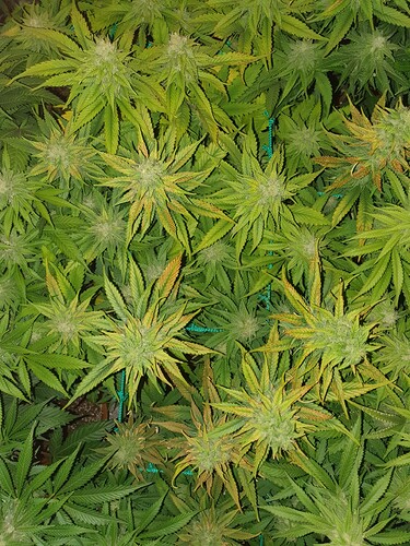 Growreport Bild 2