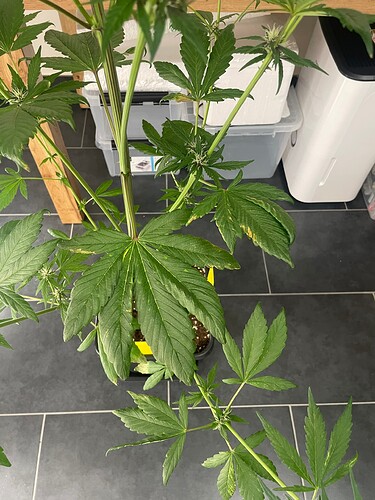 Growreport Bild 36