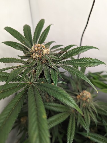 Growreport Bild 4