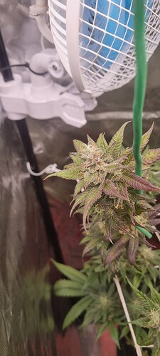 Growreport Bild 26