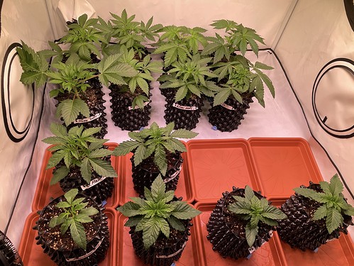 Growreport Bild 20