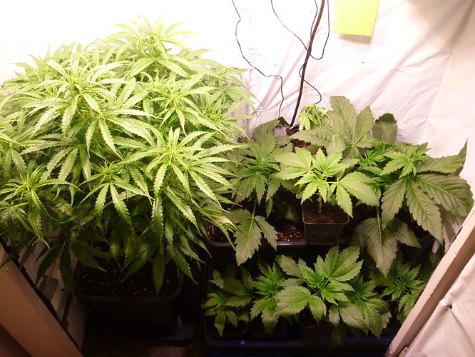 Growreport Bild 1