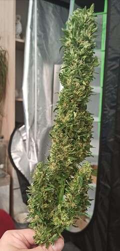 Growreport Bild 19