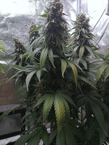 Growreport Bild 4