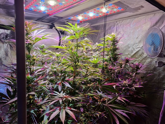 Growreport Bild 33
