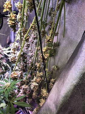 Growreport Bild 39