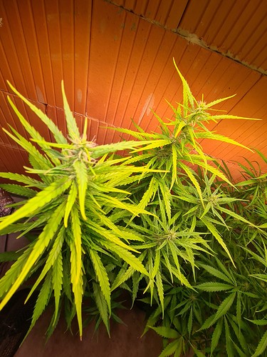 Growreport Bild 14
