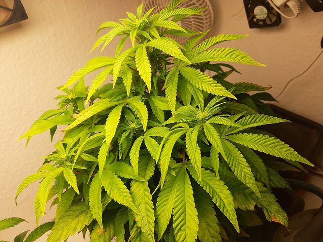 Growreport Bild 2