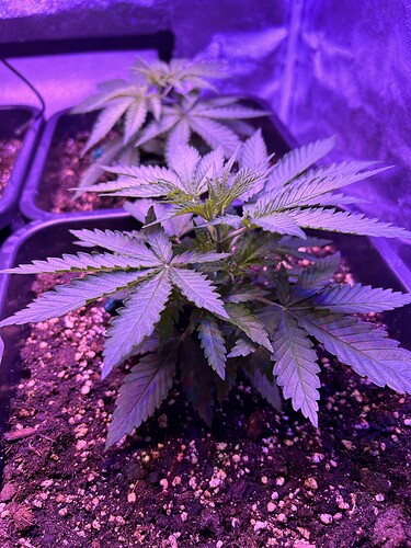 Growreport Bild 6