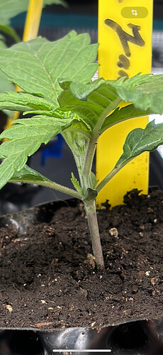 Growreport Bild 72