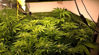 Growreport Bild 8