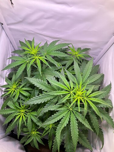 Growreport Bild 9