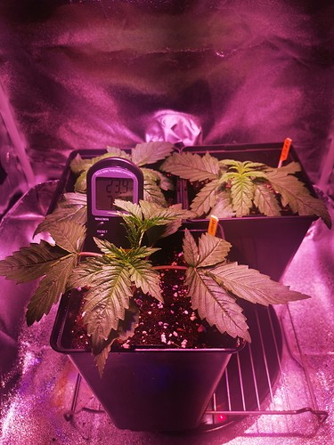 Growreport Bild 5