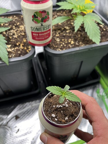 Growreport Bild 9