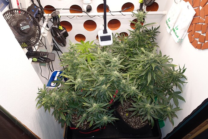 Growreport Bild 9