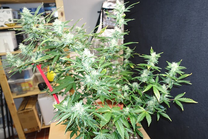 Growreport Bild 6