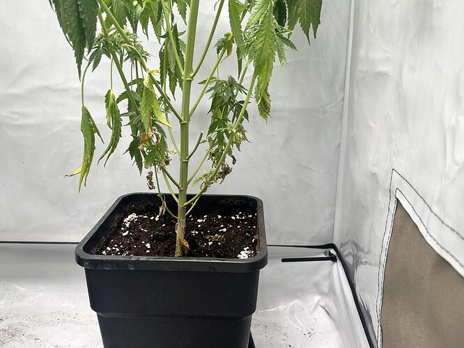 Growreport Bild 19