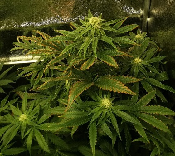 Growreport Bild 5