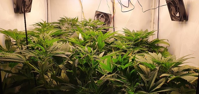 Growreport Bild 6