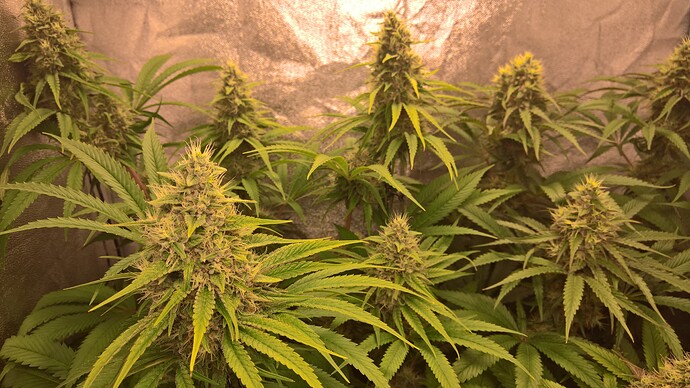 Growreport Bild 6